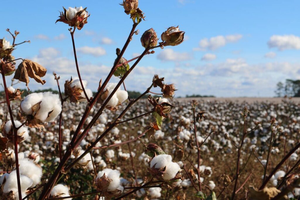 Know The Differences Between Organic Cotton and Regular Cotton, Helping You Make Better Choices For Your Clothing Line, Finding Better Clothing Manufacturers