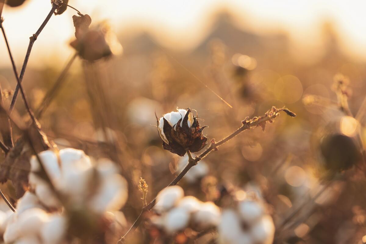 Pima Cotton VS Combed Cotton, What Are the Differences?